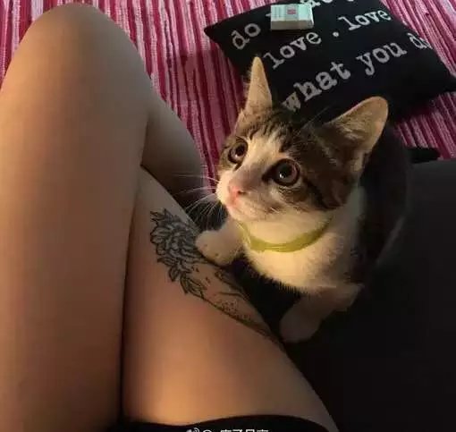 拳皇命运投资计划多久一次